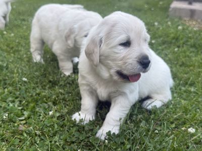 Adorable Golden Retriever Puppies - Ready for Their Forever Homes