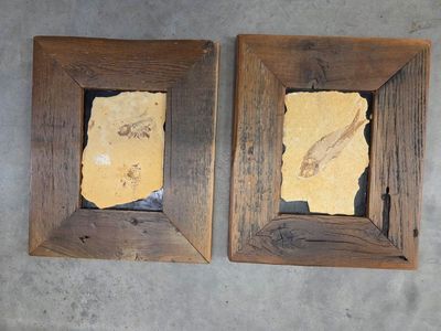 Pair of Framed Prehistoric Fish Fossils - Ancient Specimen Wall Decor