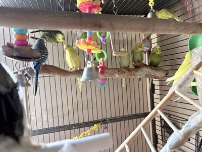 Parakeets