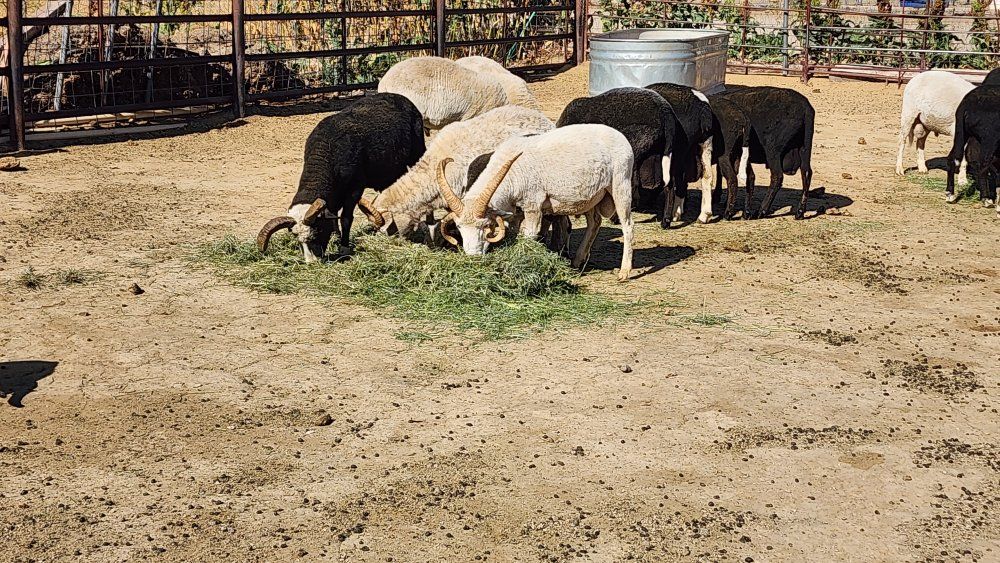 Navajo Churro Sheep Flock
