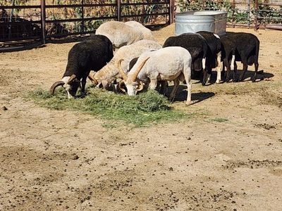 Navajo Churro Sheep Flock