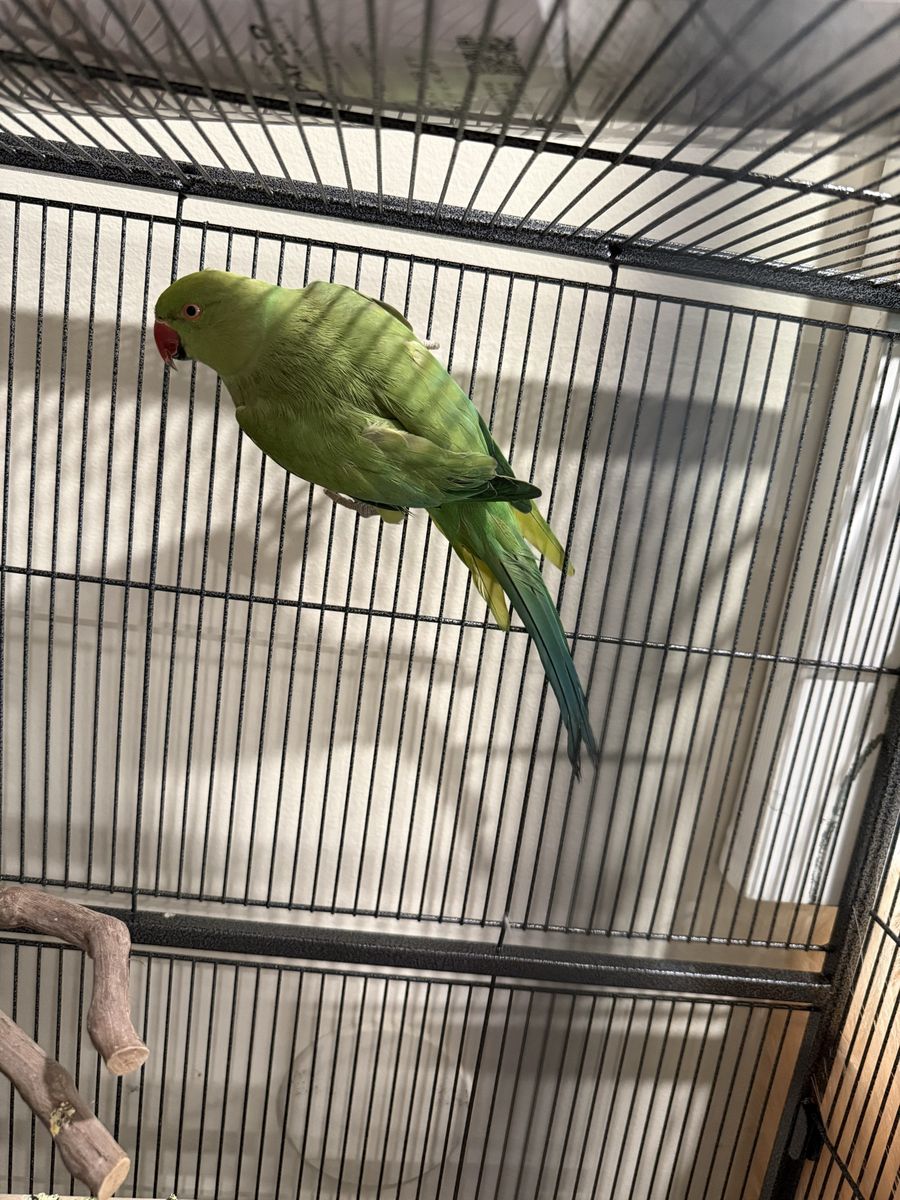 Green Indian Ringneck Parrot