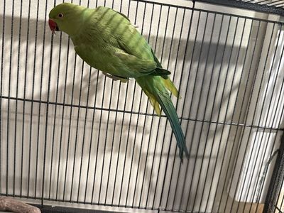 Green Indian Ringneck Parrot
