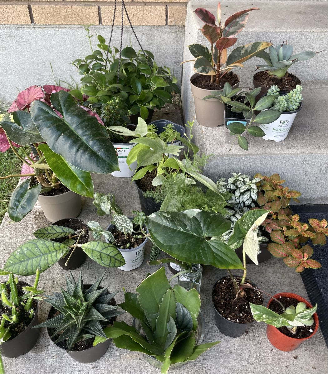 Houseplant Purge