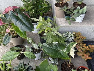 Houseplant Purge