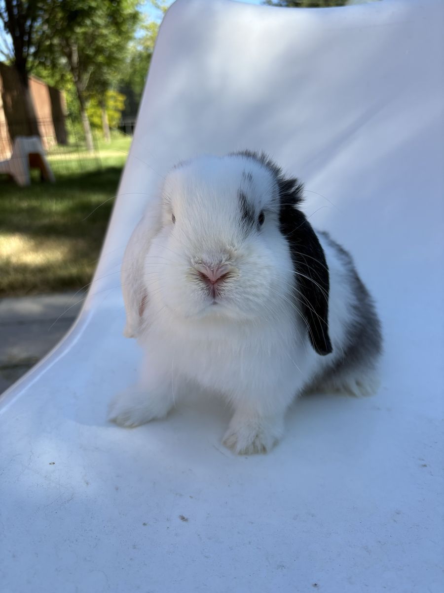 Purebred Holland Loop