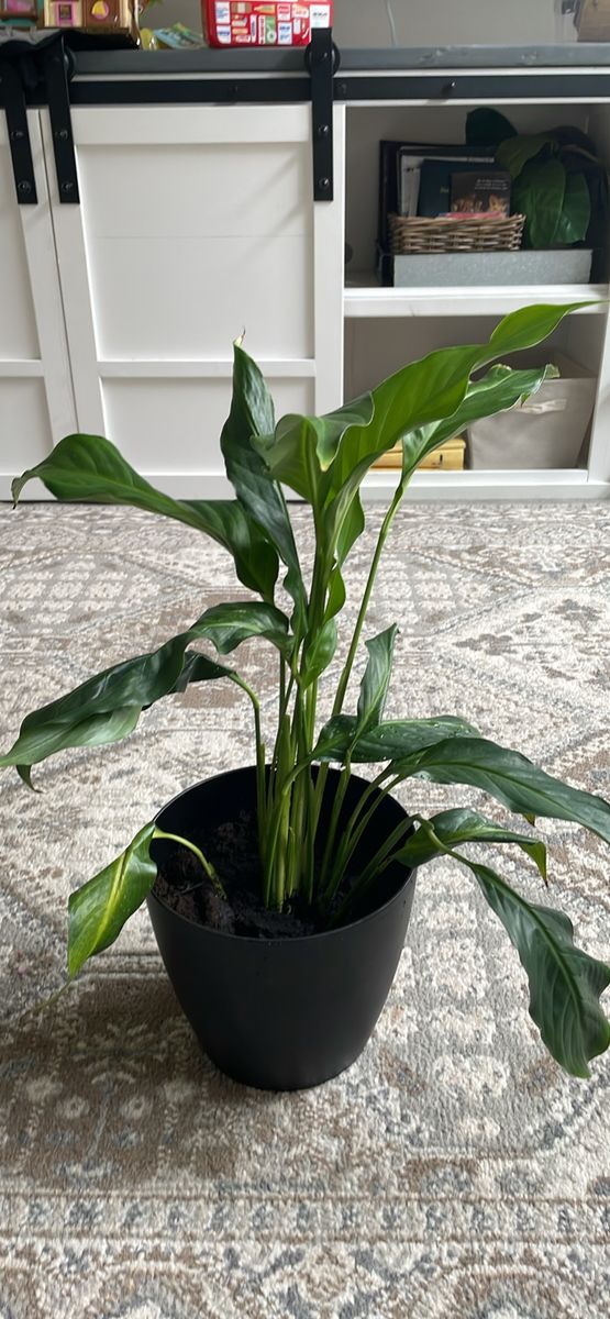 Newly potted real peace lily plant in 8” pot