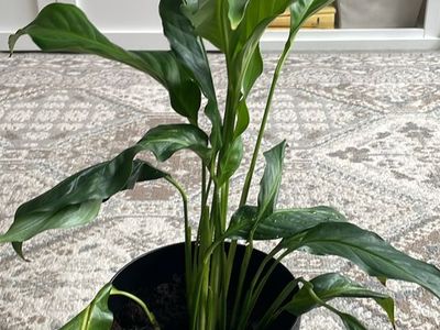 Newly potted real peace lily plant in 8” pot