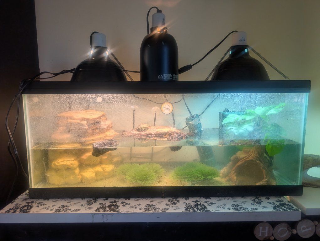 complete deluxe baby red ear slider setup