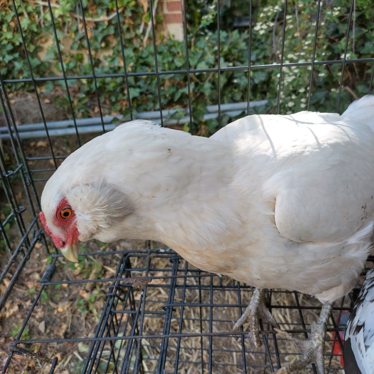 18 months old white Ameraucana chicken hen laying blue eggs