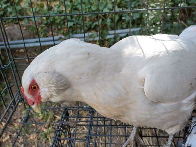 18 months old white Ameraucana chicken hen laying blue eggs