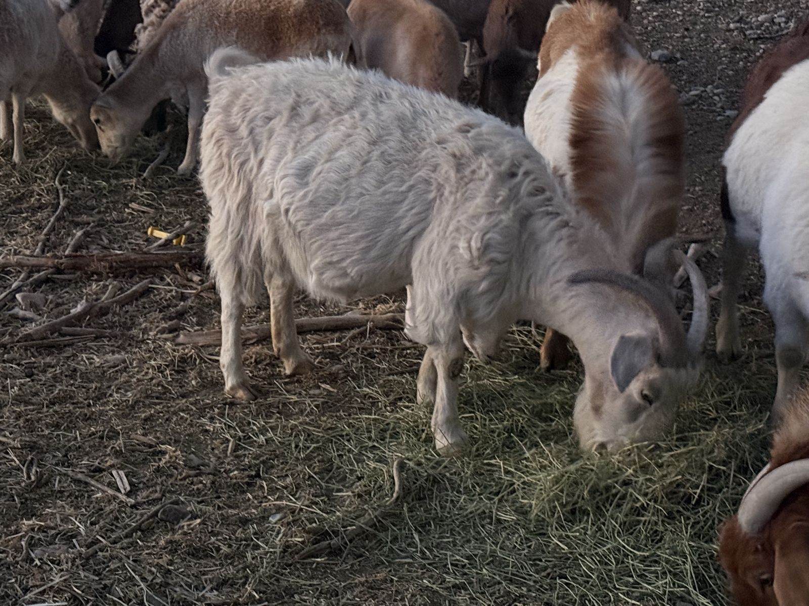 4 Year Old Boer Cross Doe