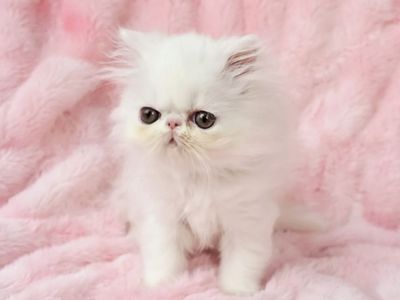 Purebred persian kittens