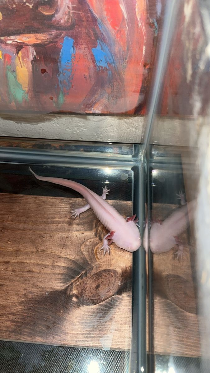 Axolotl With Full Set Up
