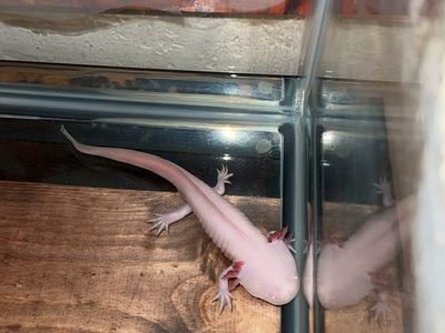 Axolotl With Full Set Up