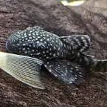 Brown bristlenose Pleco
