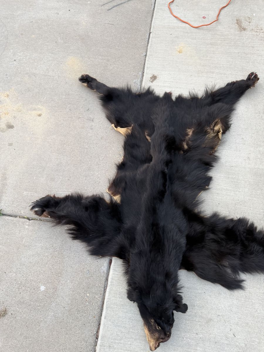 Black Bear Fur Rug