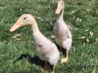 Ducklings, Dumpling and Momo