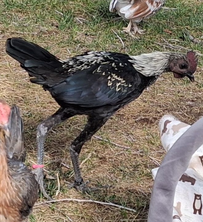 Birchin Modern Game Roo - free