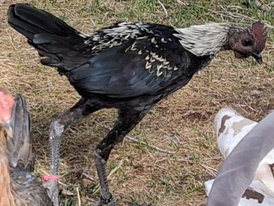 Birchin Modern Game Roo - free