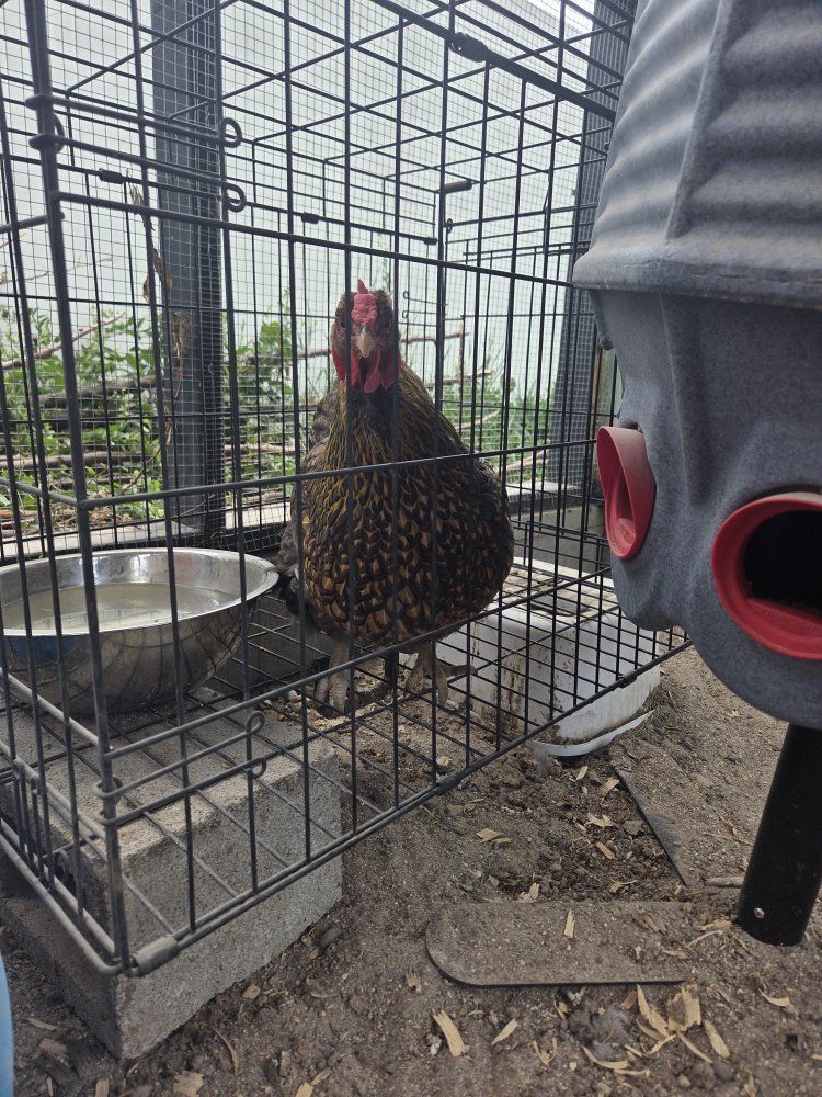 Black Laced Wyandotte Hen