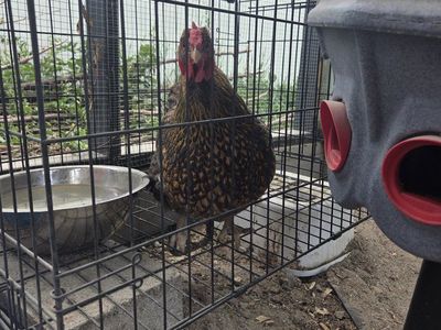 Black Laced Wyandotte Hen