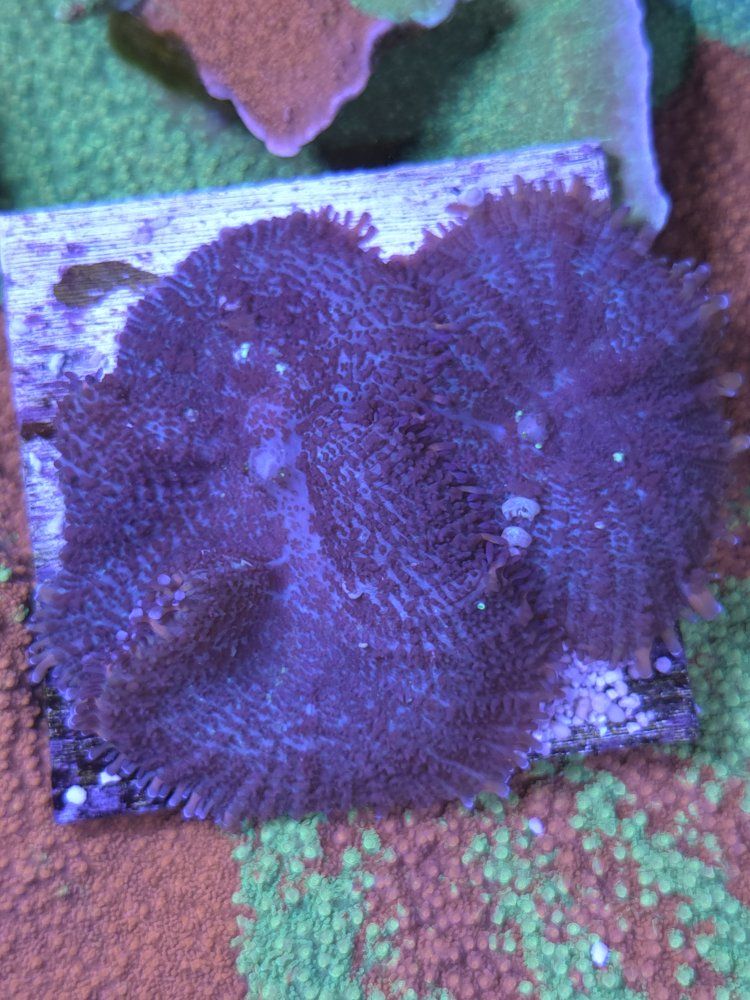 Rhodactis Mushroom