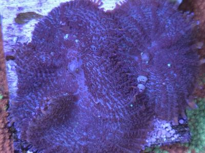 Rhodactis Mushroom