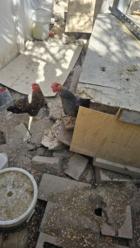 Laying Hens