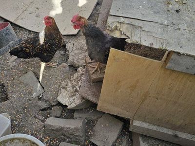 Laying Hens