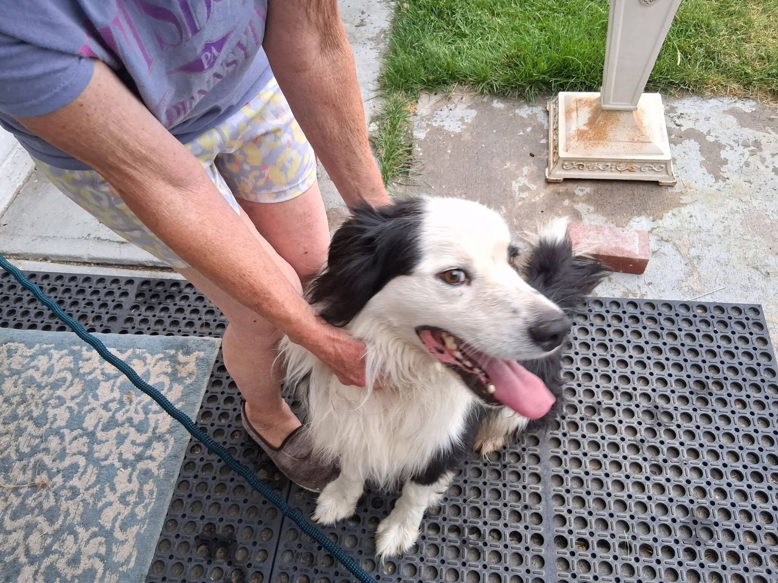 Found dog