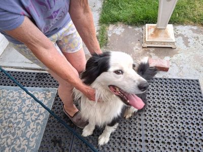 Found dog