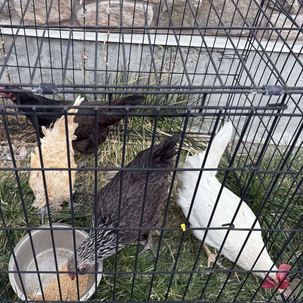 4 Laying Hens, 1 Year Old