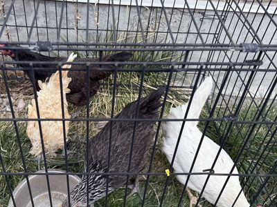 4 Laying Hens, 1 Year Old