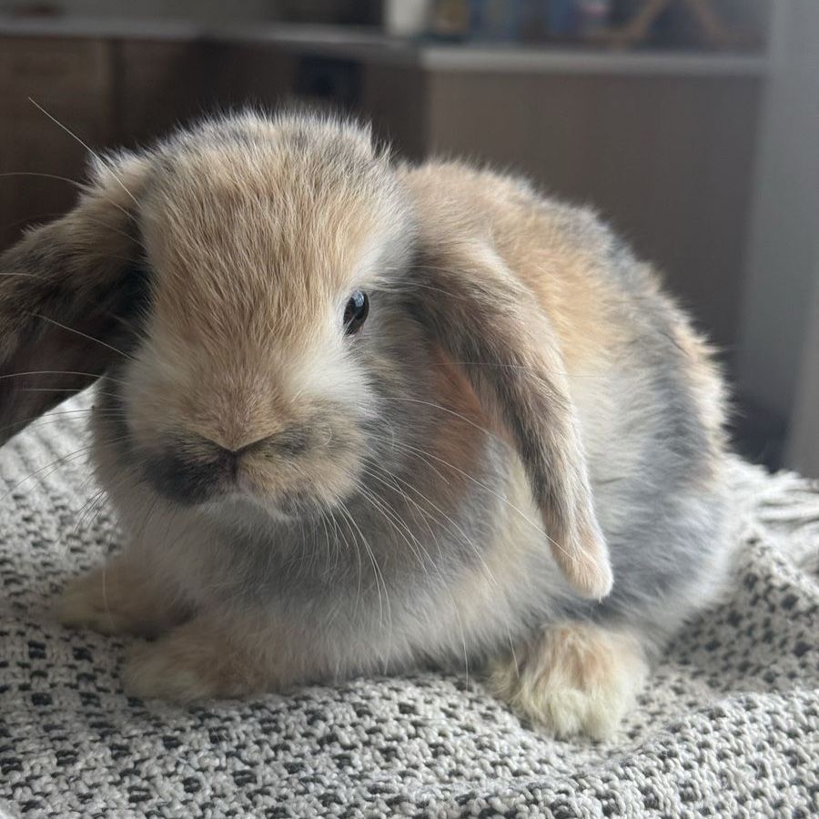 Sweet Holland Lop Doe Rabbit - Ready for a Loving Home, Litter Trained, Kid & Pet Friendly