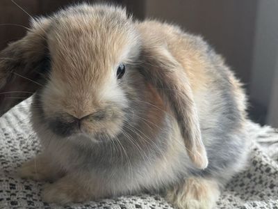 Sweet Holland Lop Doe Rabbit - Ready for a Loving Home, Litter Trained, Kid & Pet Friendly