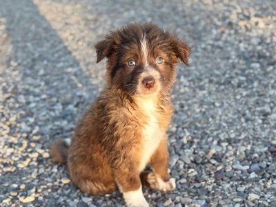 Red Border Collie Puppies! Two Males Left!
