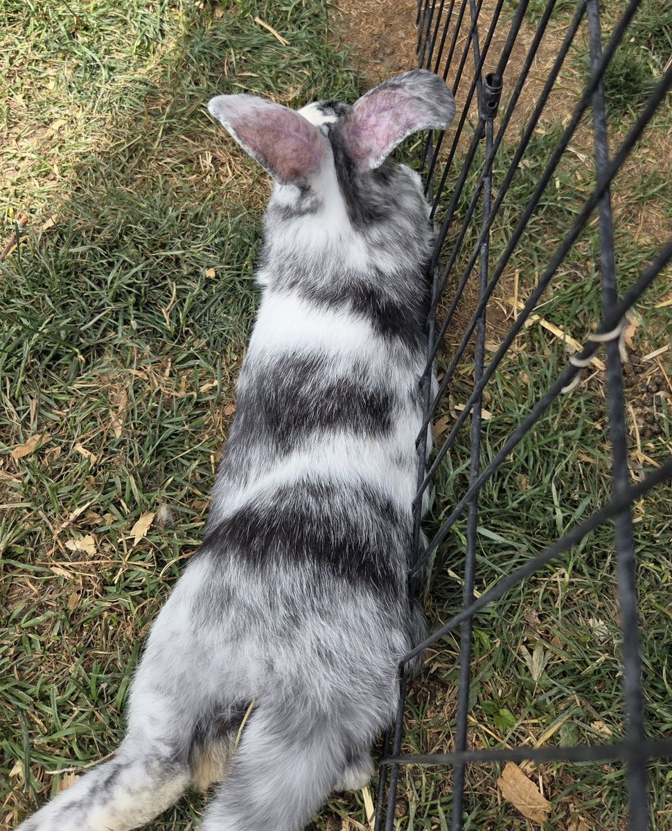 Show Magpie Harlequin Bunny Rabbit
