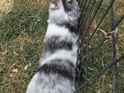 Show Magpie Harlequin Bunny Rabbit