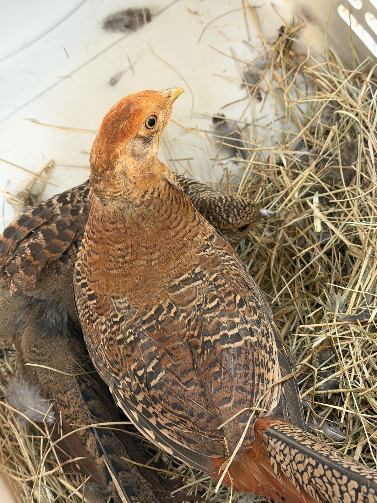 Red Golden Male Pheasant