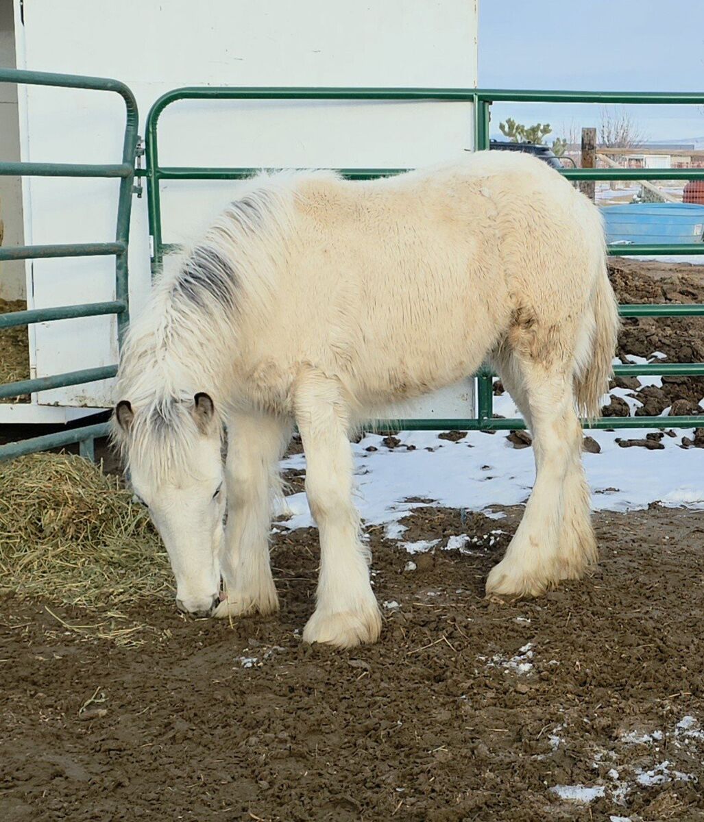 Gypsy Vanner colt buckskin tobiano