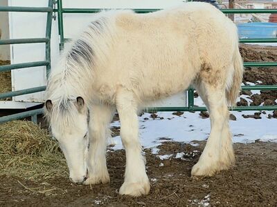 Gypsy Vanner colt buckskin tobiano