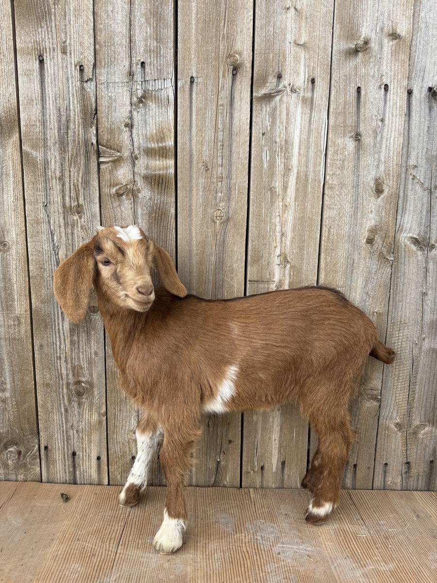 3/4 Nubian 1/4 Boer Buckling