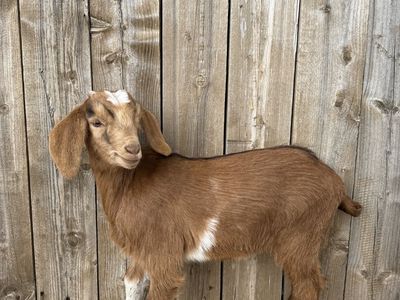 3/4 Nubian 1/4 Boer Buckling