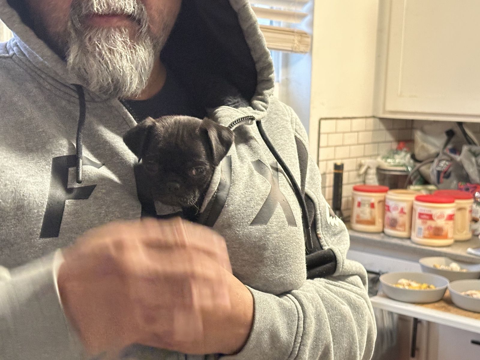 Lost Pug