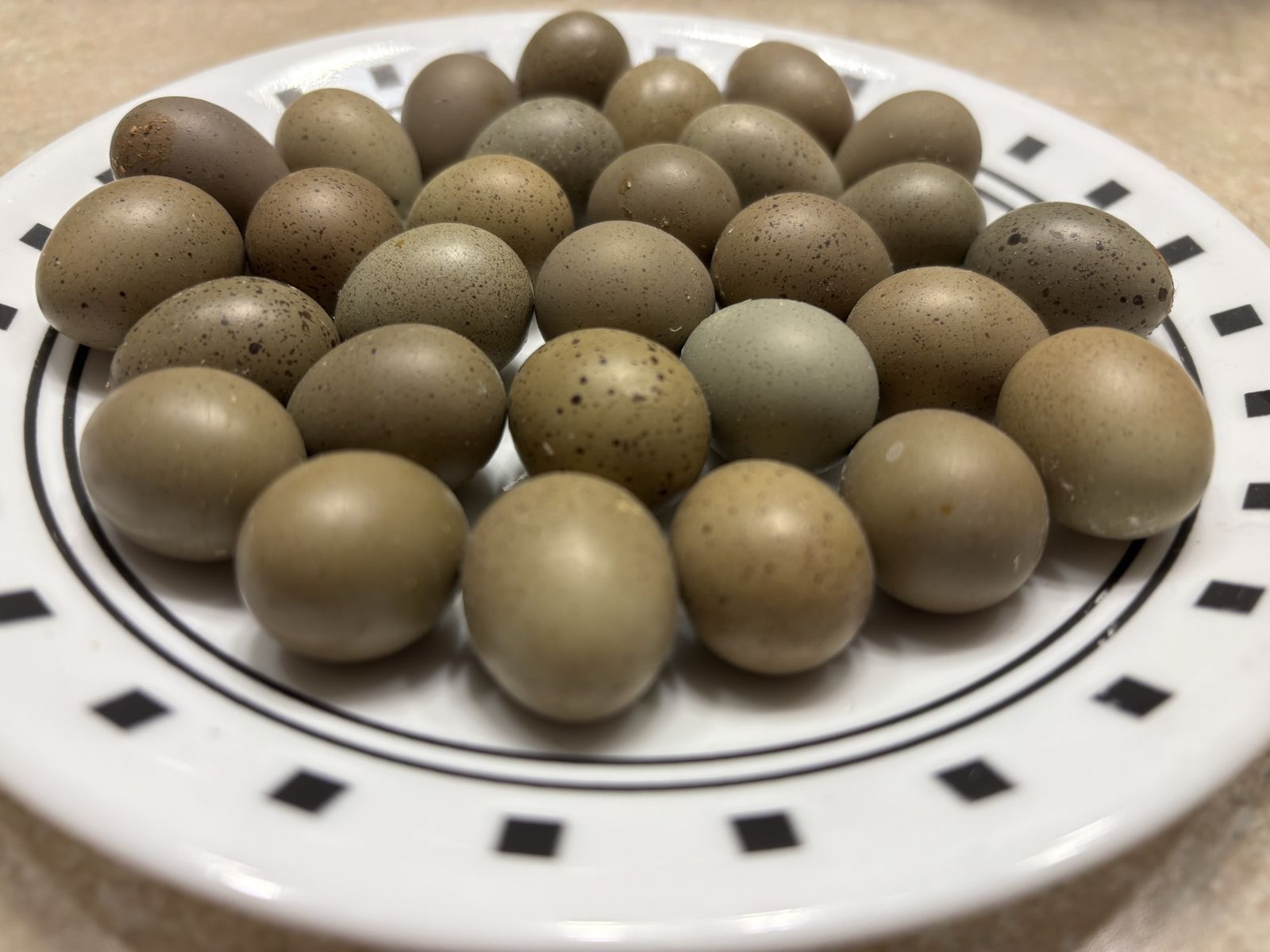 Button Quail Hatching Eggs