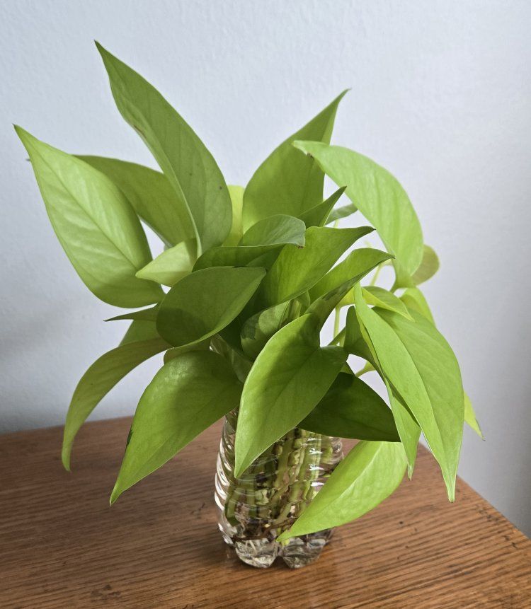 Neon Pothos Plant Cuttings