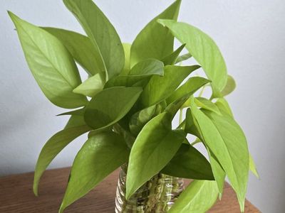 Neon Pothos Plant Cuttings