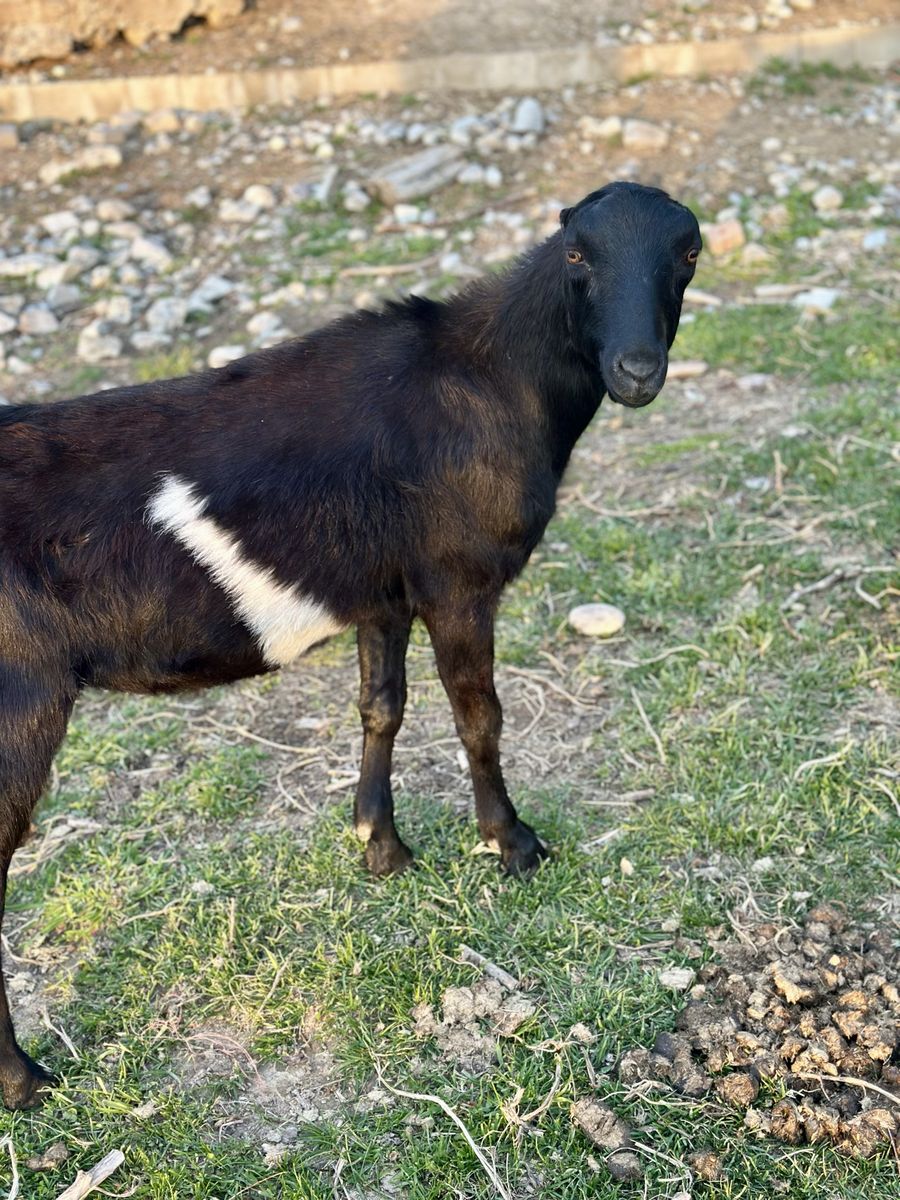 Yearling LaMancha Wether