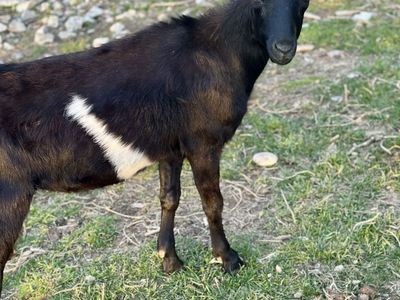 Yearling LaMancha Wether